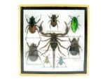 Echte exotische Insekten - Einzelstück - im 3D S-Schaukasten - Wandbild A-S-52 – Bild 2
