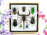 Echte exotische Insekten - Einzelstück - im 3D S-Schaukasten - Wandbild A-S-52