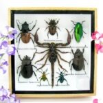 Echte exotische Insekten - Einzelstück - im 3D S-Schaukasten - Wandbild A-S-52