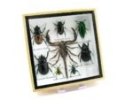 Echte exotische Insekten - Einzelstück - im 3D S-Schaukasten - Wandbild A-S-52 – Bild 3
