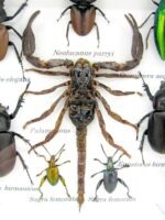 Echte exotische Insekten - Einzelstück - im 3D S-Schaukasten - Wandbild A-S-52 – Bild 5