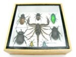Echte exotische Insekten - Einzelstück - im 3D S-Schaukasten - Wandbild A-S-52 – Bild 6