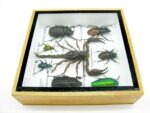 Echte exotische Insekten - Einzelstück - im 3D S-Schaukasten - Wandbild A-S-52 – Bild 9