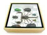 Echte exotische Insekten - Einzelstück - im 3D S-Schaukasten - Wandbild A-S-52 – Bild 10