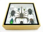 Echte exotische Insekten - Einzelstück - im 3D S-Schaukasten - Wandbild A-S-52 – Bild 11