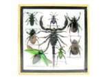 Echte exotische Insekten - Einzelstück - im 3D S-Schaukasten - Wandbild A-S-53 – Bild 2