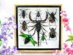Echte exotische Insekten - Einzelstück - im 3D S-Schaukasten - Wandbild A-S-53