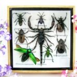 Echte exotische Insekten - Einzelstück - im 3D S-Schaukasten - Wandbild A-S-53