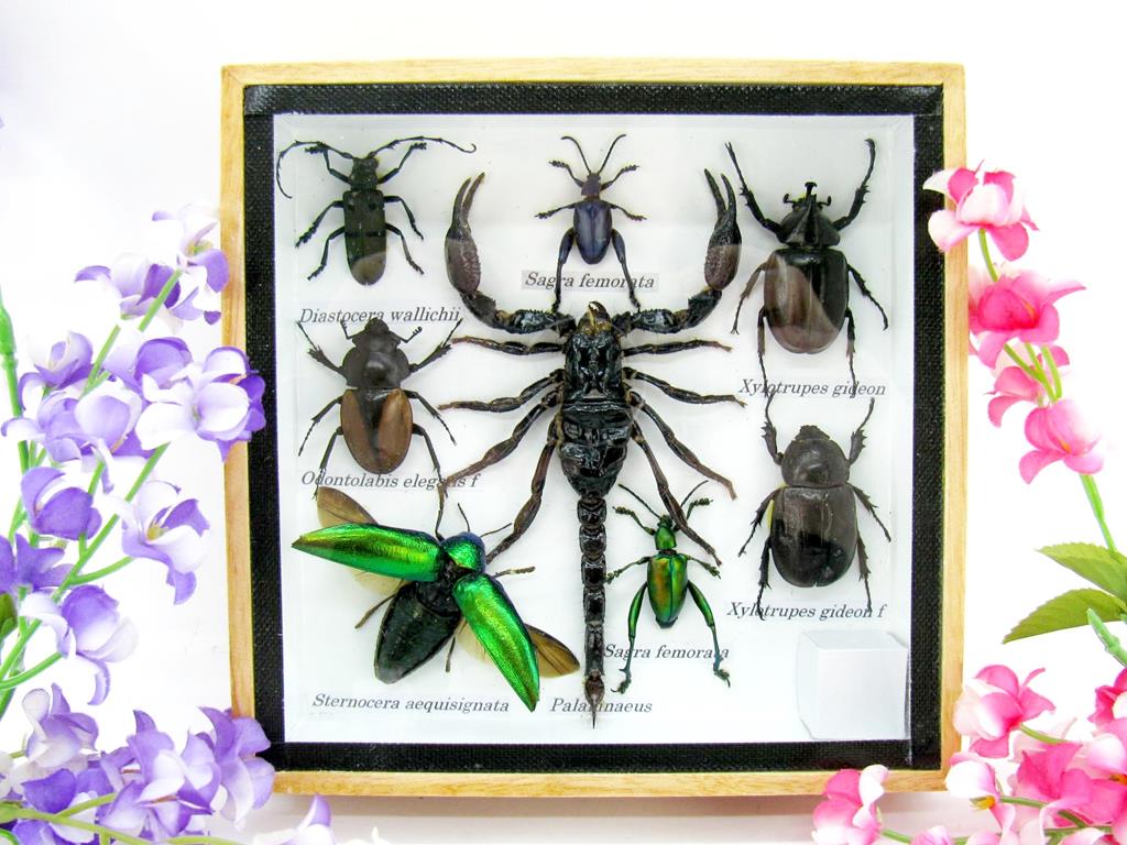 Wunderschöne, tropische und natürlich echte Insekten aus nachhaltiger Zucht im kleinen Schaukasten a-insekten-S-53-a