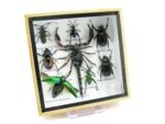 Echte exotische Insekten - Einzelstück - im 3D S-Schaukasten - Wandbild A-S-53 – Bild 3