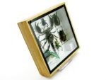 Echte exotische Insekten - Einzelstück - im 3D S-Schaukasten - Wandbild A-S-53 – Bild 4