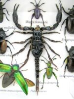 Echte exotische Insekten - Einzelstück - im 3D S-Schaukasten - Wandbild A-S-53 – Bild 5