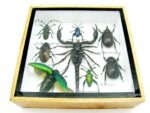 Echte exotische Insekten - Einzelstück - im 3D S-Schaukasten - Wandbild A-S-53 – Bild 6
