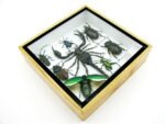 Echte exotische Insekten - Einzelstück - im 3D S-Schaukasten - Wandbild A-S-53 – Bild 7