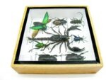 Echte exotische Insekten - Einzelstück - im 3D S-Schaukasten - Wandbild A-S-53 – Bild 9