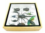 Echte exotische Insekten - Einzelstück - im 3D S-Schaukasten - Wandbild A-S-53 – Bild 10