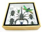 Echte exotische Insekten - Einzelstück - im 3D S-Schaukasten - Wandbild A-S-53 – Bild 11