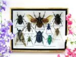 Echte tropische Insekten - Einzelstück - im 3D M-Schaukasten - Wandbild 6-A-M-01