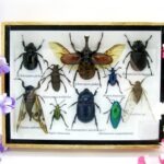 Echte tropische Insekten - Einzelstück - im 3D M-Schaukasten - Wandbild 6-A-M-01