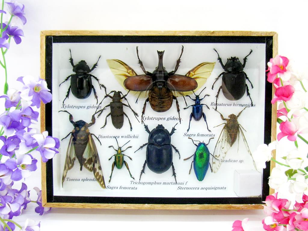 Wunderschöne, tropische und natürlich echte Insekten aus nachhaltiger Zucht im mittelgroßem Schaukasten a-insekten-M-01-a