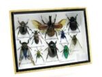 Echte tropische Insekten - Einzelstück - im 3D M-Schaukasten - Wandbild 6-A-M-01 – Bild 2