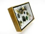 Echte tropische Insekten - Einzelstück - im 3D M-Schaukasten - Wandbild 6-A-M-01 – Bild 3