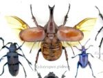 Echte tropische Insekten - Einzelstück - im 3D M-Schaukasten - Wandbild 6-A-M-01 – Bild 9