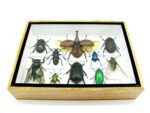 Echte tropische Insekten - Einzelstück - im 3D M-Schaukasten - Wandbild 6-A-M-01 – Bild 8