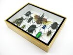 Echte tropische Insekten - Einzelstück - im 3D M-Schaukasten - Wandbild 6-A-M-01 – Bild 7