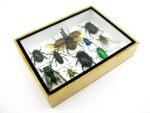 Echte tropische Insekten - Einzelstück - im 3D M-Schaukasten - Wandbild 6-A-M-01 – Bild 6