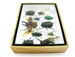 Echte tropische Insekten - Einzelstück - im 3D M-Schaukasten - Wandbild 6-A-M-01 – Bild 5