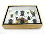 Echte tropische Insekten - Einzelstück - im 3D M-Schaukasten - Wandbild 6-A-M-01 – Bild 4