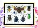 Echte tropische Insekten - Einzelstück - im 3D M-Schaukasten - Wandbild 5-A-M-02