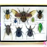 Echte tropische Insekten - Einzelstück - im 3D M-Schaukasten - Wandbild 5-A-M-02
