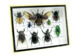 Echte tropische Insekten - Einzelstück - im 3D M-Schaukasten - Wandbild 5-A-M-02 – Bild 2