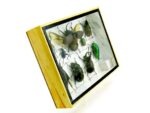Echte tropische Insekten - Einzelstück - im 3D M-Schaukasten - Wandbild 5-A-M-02 – Bild 3