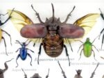 Echte tropische Insekten - Einzelstück - im 3D M-Schaukasten - Wandbild 5-A-M-02 – Bild 4