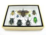 Echte tropische Insekten - Einzelstück - im 3D M-Schaukasten - Wandbild 5-A-M-02 – Bild 5