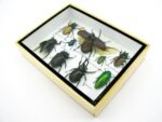 Echte tropische Insekten - Einzelstück - im 3D M-Schaukasten - Wandbild 5-A-M-02 – Bild 6