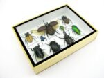Echte tropische Insekten - Einzelstück - im 3D M-Schaukasten - Wandbild 5-A-M-02 – Bild 7