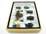 Echte tropische Insekten - Einzelstück - im 3D M-Schaukasten - Wandbild 5-A-M-02 – Bild 8