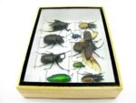 Echte tropische Insekten - Einzelstück - im 3D M-Schaukasten - Wandbild 5-A-M-02 – Bild 9