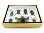 Echte tropische Insekten - Einzelstück - im 3D M-Schaukasten - Wandbild 5-A-M-02 – Bild 10