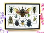 Echte tropische Insekten - Einzelstück - im 3D M-Schaukasten - Wandbild 8-A-M-03
