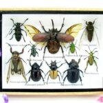 Echte tropische Insekten - Einzelstück - im 3D M-Schaukasten - Wandbild 8-A-M-03