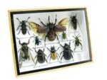 Echte tropische Insekten - Einzelstück - im 3D M-Schaukasten - Wandbild 8-A-M-03 – Bild 2