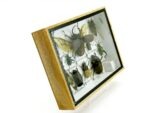 Echte tropische Insekten - Einzelstück - im 3D M-Schaukasten - Wandbild 8-A-M-03 – Bild 3