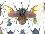 Echte tropische Insekten - Einzelstück - im 3D M-Schaukasten - Wandbild 8-A-M-03 – Bild 4