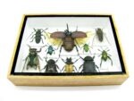 Echte tropische Insekten - Einzelstück - im 3D M-Schaukasten - Wandbild 8-A-M-03 – Bild 5