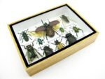 Echte tropische Insekten - Einzelstück - im 3D M-Schaukasten - Wandbild 8-A-M-03 – Bild 6